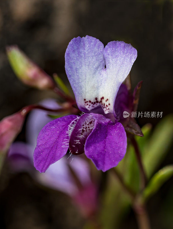 金盏花(Collinsia sparsiflora)是车前草科的一种开花植物，俗称“老处女蓝眼玛丽”和“少花金盏花”。胡椒木自然保护区;圣罗莎;加州索诺玛县。车前草科。